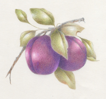 Plum Delight    e-packet